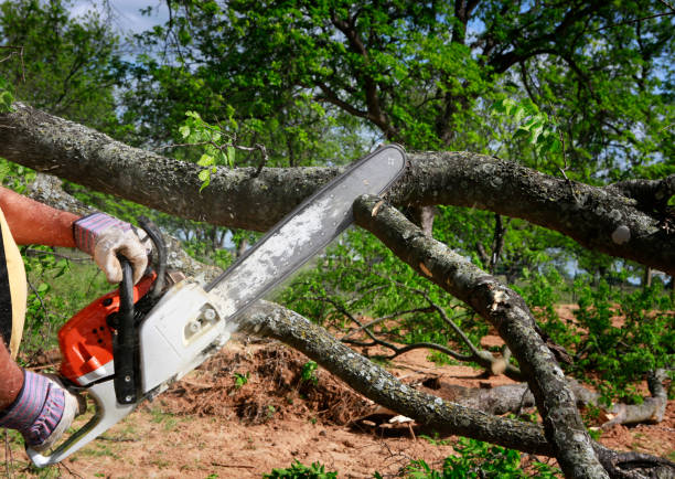 Best Emergency Tree Service  in Farmington, NM